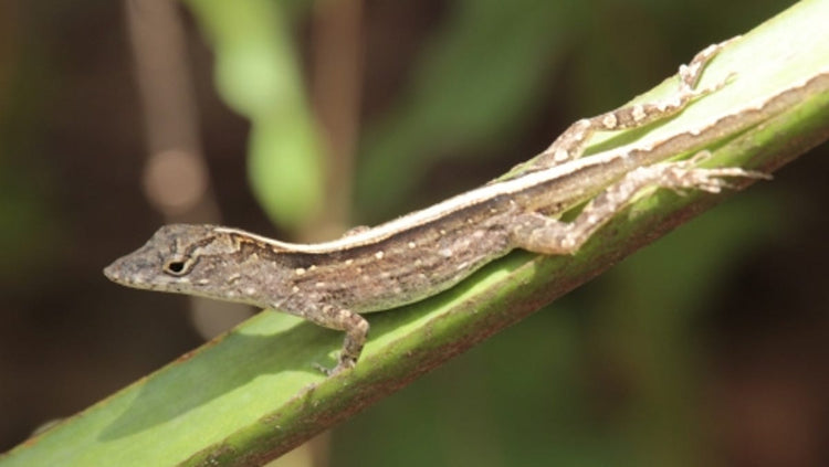 Brown/Green Anole