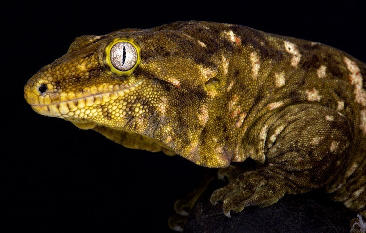 Leachie Gecko