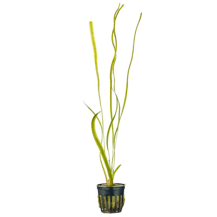 Jungle Vallisneria-Aquatic Plant