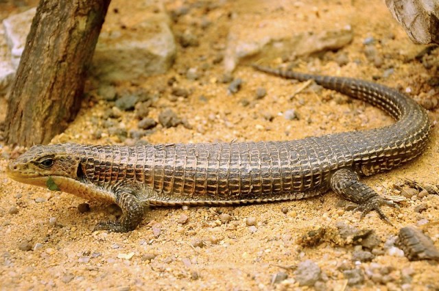 Sudan Plated Lizard