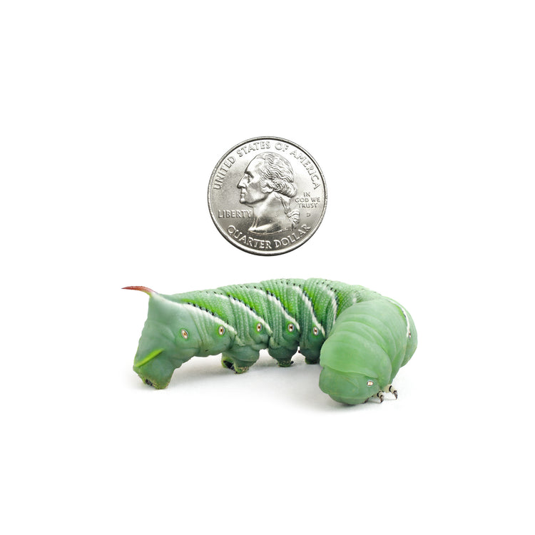 Hornworms- Large